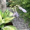 Hosta hybrid 'June' / funkia