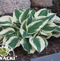 Hosta hybrid 'Minute Man' / funkia