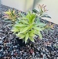 Pieris 'Flaming Silver' / pieris