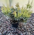 Pieris japonica 'Debutante' / pieris
