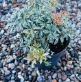 Pieris japonica 'Little Heath' / pieris
