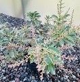Pieris japonica 'Ralto' / pieris