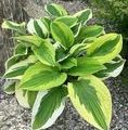 Hosta hybrid 'Stained Glass' / funkia