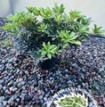 Pieris japonica 'Sarabande' / pieris