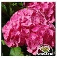 Hydrangea macrophylla 'Jip Pink' / hortensja ogrodowa