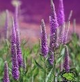 Veronica 'Lancita Purple' / przetacznik