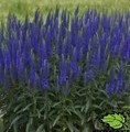 Veronica 'Lancita Blue' / przetacznik
