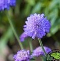Scabiosa columbaria 'Butterfly Blue' / Driakiew gołębia 'Butterfly Blue'