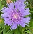 Stokesia laevis 'Mel's Blue' / stokezja gładka