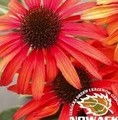 Echinacea purpurea 'Fountain Red'®  / jeżówka purpurowa
