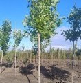 Liriodendron tulipifera / tulipanowiec amerykański