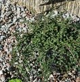 Cotoneaster radicans 'Eichholz' / irga rozesłana