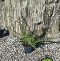 Cotoneaster suecicus 'Coral Beauty' / irga szwedzka