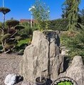 Hibiscus syriacus na pniu mix / ketmia syryjska szczepiona na pniu