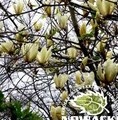 Magnolia 'Limelight' / magnolia