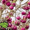 Magnolia soulangeana 'Black Tulip'® / magnolia soulangeana