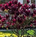 Magnolia soulangeana 'Genie'® / magnolia soulangeana