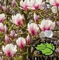 Magnolia soulangeana 'Winelight' / magnolia soulangeana