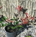 Photinia fraseri 'Red Robin' / głogownik frasera
