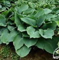 Hosta hybrid 'Blue Angel' / funkia
