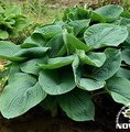Hosta hybrid 'Elegans' / funkia