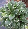 Hosta hybrid 'Francee' / funkia