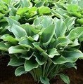 Hosta hybrid 'Regal Splendor' / funkia