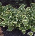 Hosta hybrid 'Shadowland® Wheee! / funkia