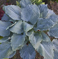 Hosta sieboldiana 'Diamond Lake' / funkia