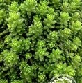 Sedum album 'Athoum' / rozchodnik