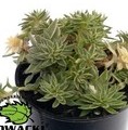 Sedum Lineare /rozchodnik liniowaty