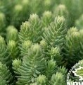 Sedum rupestre 'Blue Spruce' / rozchodnik ościsty