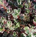 Sedum spurium 'Tricolor' / rozchodnik kaukaski
