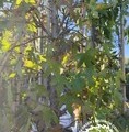 Liquidambar styraciflua 'Worplesdon' (SZPALER) / ambrowiec amerykański