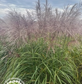 Miscanthus sinensis 'Malepartus' / miskant chiński
