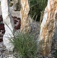 Miscanthus sinensis 'Adagio' / miskant chiński