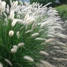 Pennisetum alopecuroides 'Cassian' / rozplenica japońska