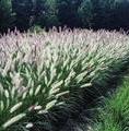 Pennisetum alopecuroides 'Foxtrot' / rozplenica japońska