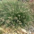 Pennisetum alopecuroides 'Piglet' / rozplenica japońska