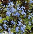 Brunnera macrophylla 'Sea Heart'® / brunera wielkolistna
