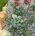 Brunnera macrophylla 'Silver Heart'® / brunera wielkolistna
