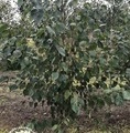 Betula utilis 'Doorenbos' / brzoza pożyteczna