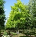 Robinia pseudoacacia 'Frisia' / robinia akacjowa
