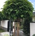 Catalpa bignonioides 'Nana' / katalpa / surmia
