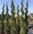 Thuja occidentalis 'Smaragd' - SPIRALA / żywotnik zachodni Szmaragd