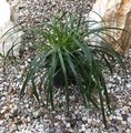 Carex oshimensis 'Ribbon Falls'® / turzyca oszimska