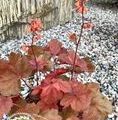 Heuchera hybrida 'Cherry Cola' / żurawka