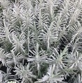 Lavandula intermedia Phenomenal® / lawenda pośrednia