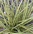 Carex brunnea 'Jenneke' / turzyca