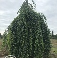 Betula utilis 'Long Trunk' / brzoza pożyteczna